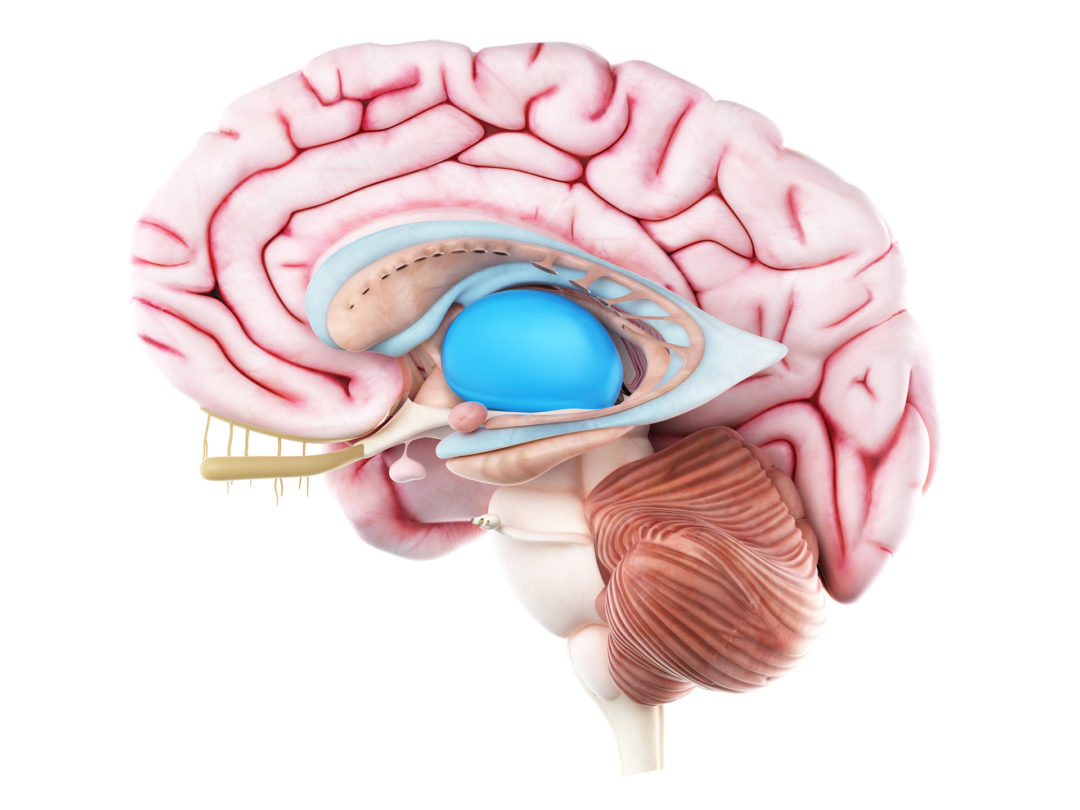 3d rendered medically accurate illustration of the thalamus Insights